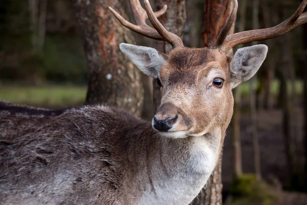 Beautiful Deer Forest Background — Stok fotoğraf