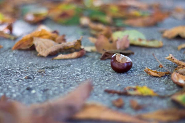 明るい秋の葉と栗 — ストック写真