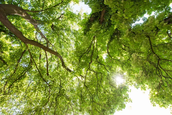Árvores Verdes Segundo Plano Dia Ensolarado — Fotografia de Stock
