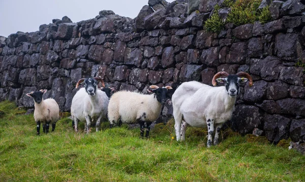 Ovelhas Pastando Belas Montanhas — Fotografia de Stock