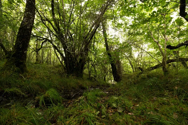 Bella Foresta Con Alberi Verdi — Foto Stock