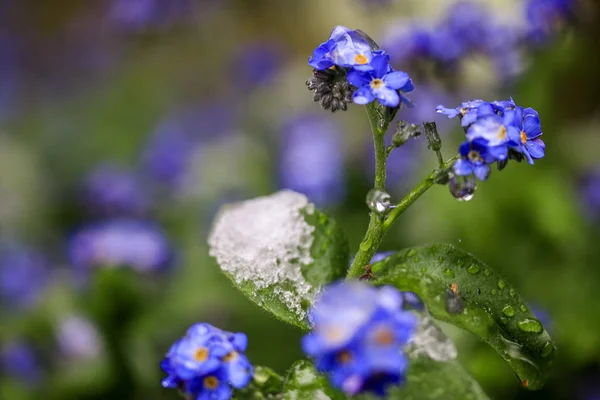 Belas Flores Azuis Sob Neve Fundo — Fotografia de Stock