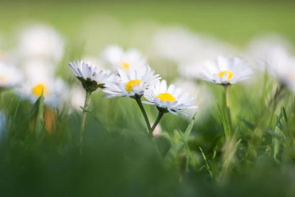 Madeliefje Bloemen Een Groene Weide — Stockfoto