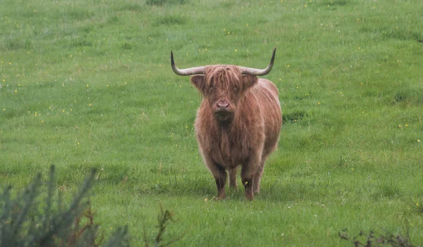beautiful Highland cow in a field