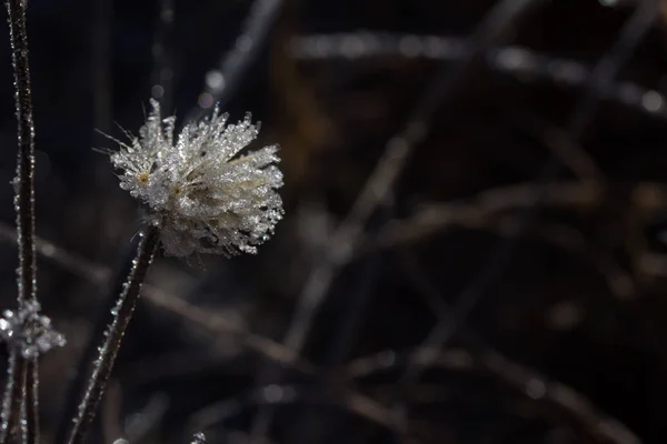 Eis Auf Pflanze Winter — Stockfoto