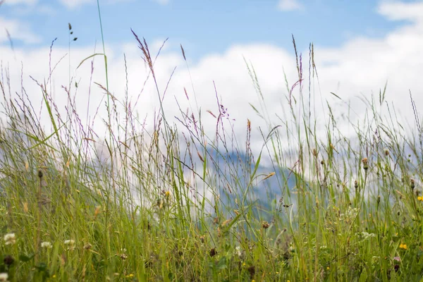 草と花と青空の背景 — ストック写真