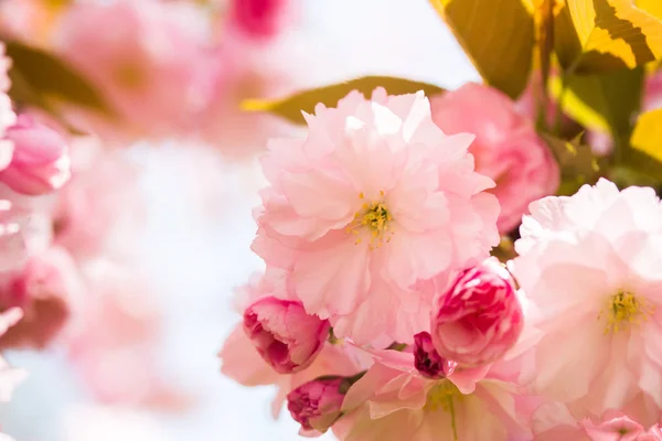 Close Picture Pink Blooming Cherry Blossoms — Stock Photo, Image