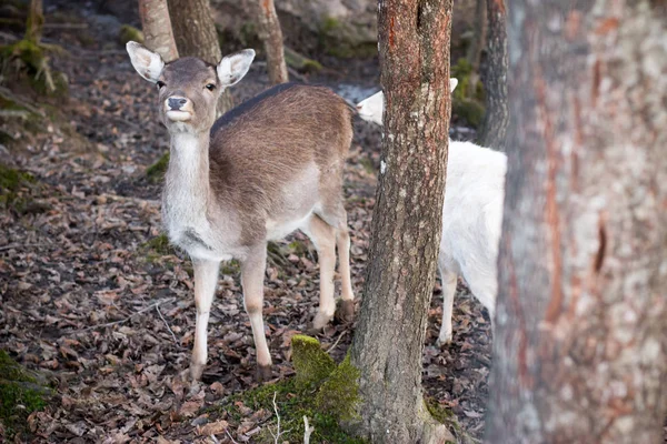 Belos Animais Veado Fundo Floresta — Fotografia de Stock