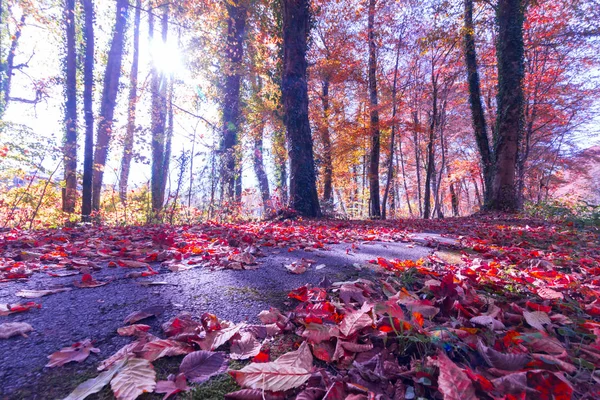 Belle Forêt Automne Belle Journée Ensoleillée — Photo