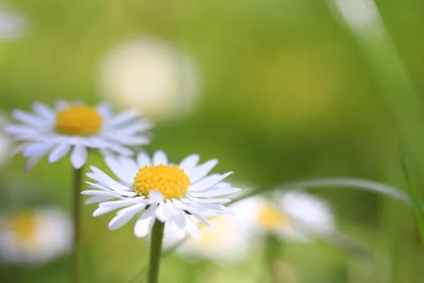 Marguerites Fleurissent Dans Jardin — Photo