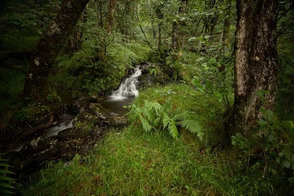 Όμορφο Δάσος Mountain Creek — Φωτογραφία Αρχείου