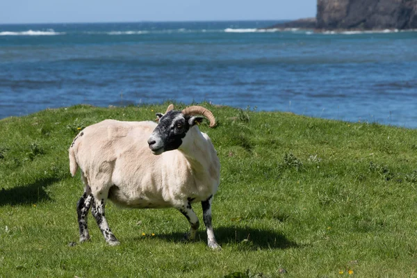 Owce Łące Tła Górskiego — Zdjęcie stockowe