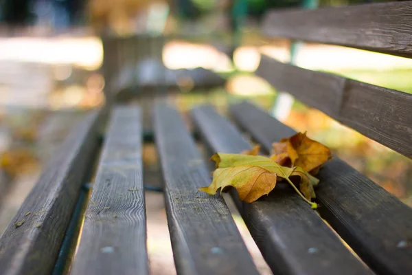 Яркие Осенние Листья Фоне Парка Закрыть — стоковое фото