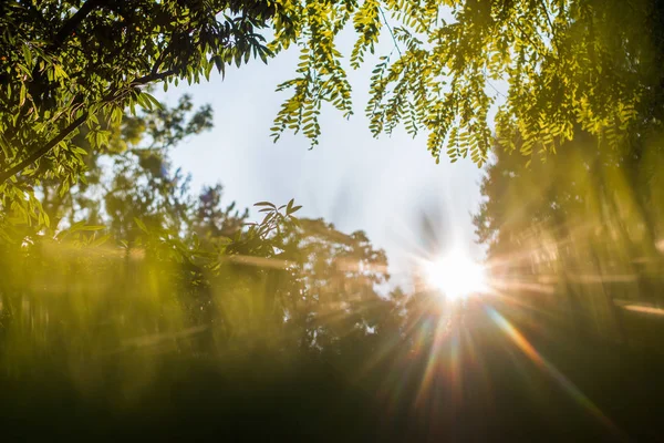 Grüne Bäume Und Himmel Hintergrund — Stockfoto