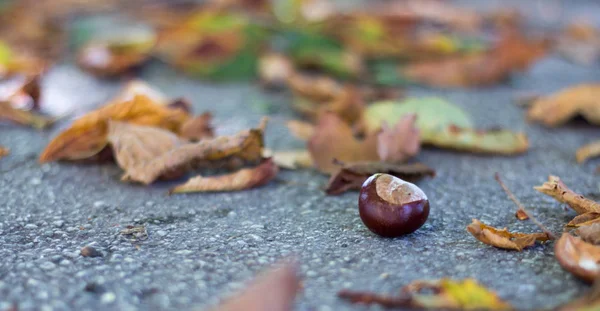 Fényes Őszi Levelek Gesztenye — Stock Fotó