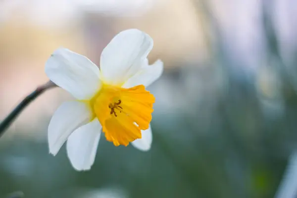 Krásný Jarní Květina Pozadí — Stock fotografie