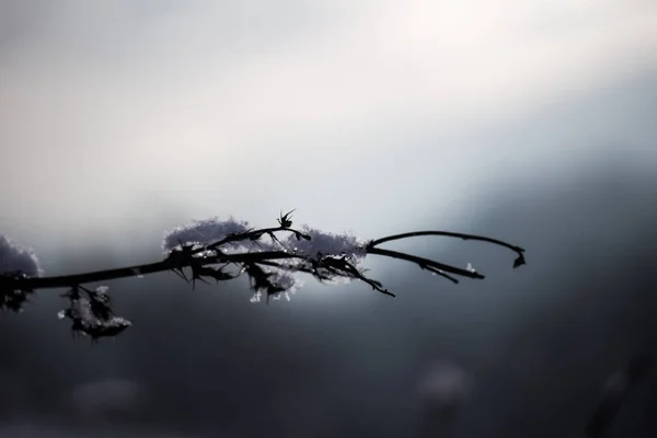 Téli Növény Hóban Háttérben Közelről — Stock Fotó