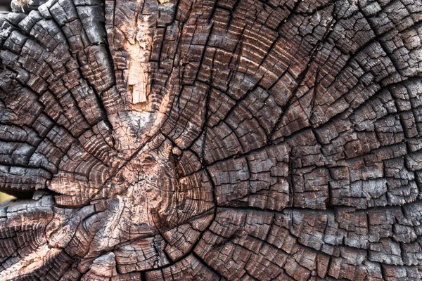 Cracked Pine Tree Trunk Cross Section — Stock Photo, Image