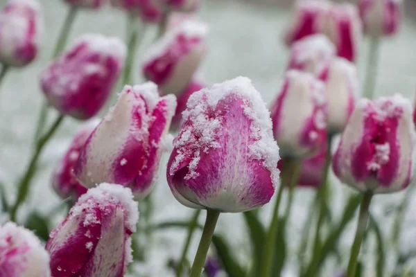 背景下雪地下美丽的郁金香 — 图库照片