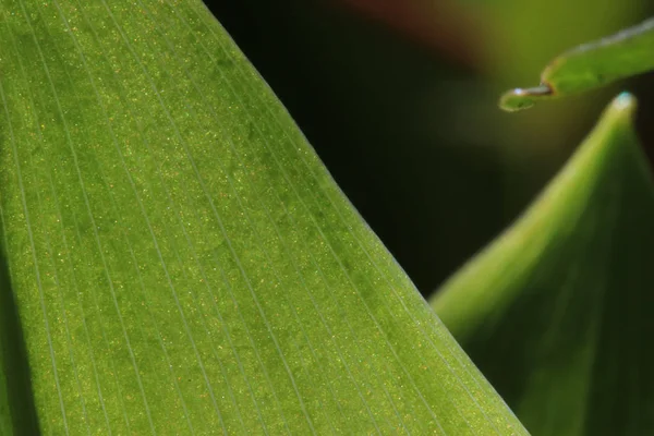 Green Leaf Background Close — Stock Photo, Image