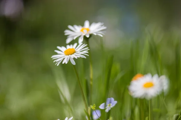 Madeliefjes Bloeien Tuin — Stockfoto