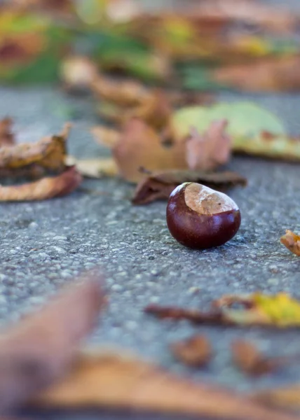 明るい秋の葉と栗 — ストック写真