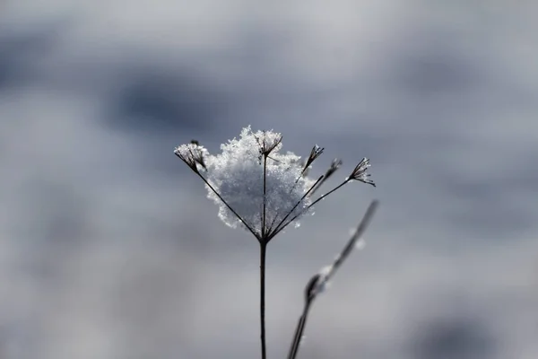 Rostlina Sněhem Zimním Pozadí Zblízka — Stock fotografie