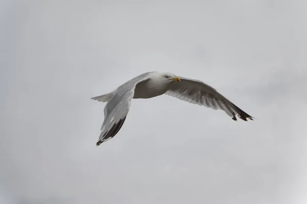 Gaivota Mar Voando Fundo Céu — Fotografia de Stock