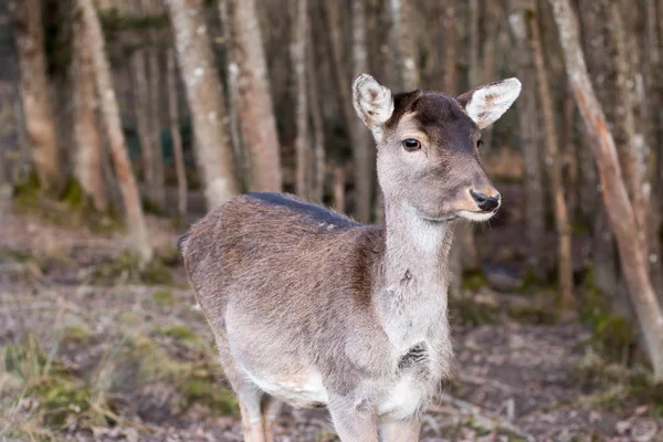 cute Deer standing in forest
