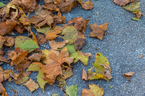 Fond Feuilles Automne Colorées Sur Sol Forêt — Photo