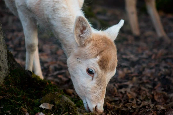 Carino Cervo Piedi Nella Foresta — Foto Stock