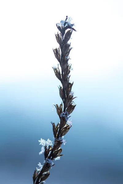 Ghiaccio Pianta Sfondo Invernale — Foto Stock