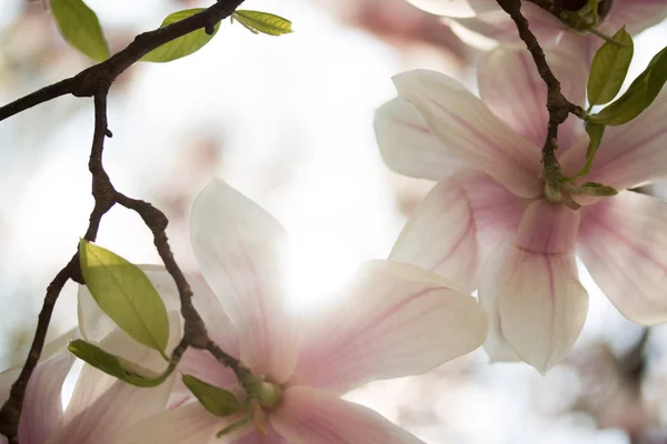 Baharda Çiçek Açan Manolya Ağacı Pembe Güzel Çiçekler — Stok fotoğraf