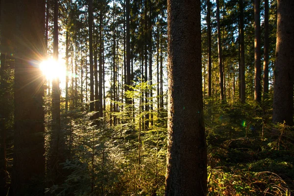 Puesta Sol Mágica Rayos Sol Bosque — Foto de Stock