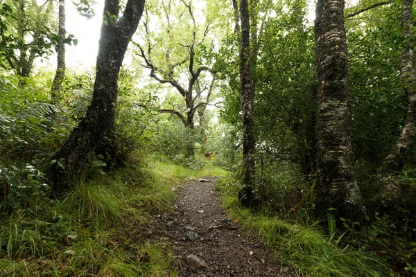 Bella Foresta Con Alberi Verdi — Foto Stock