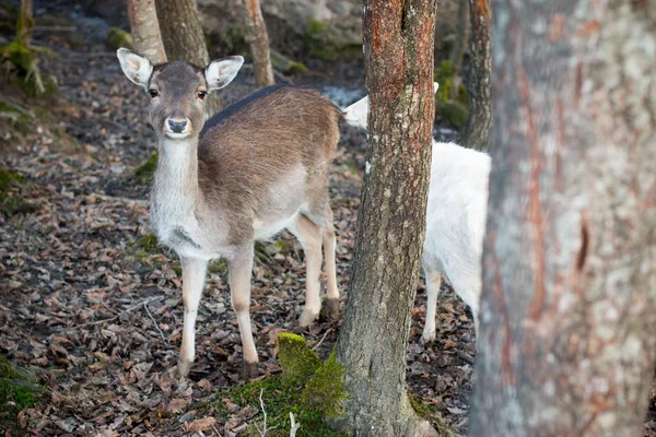 Belos Animais Veado Fundo Floresta — Fotografia de Stock