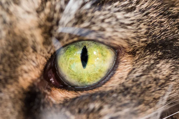 Occhio Gatto Sullo Sfondo Primo Piano — Foto Stock