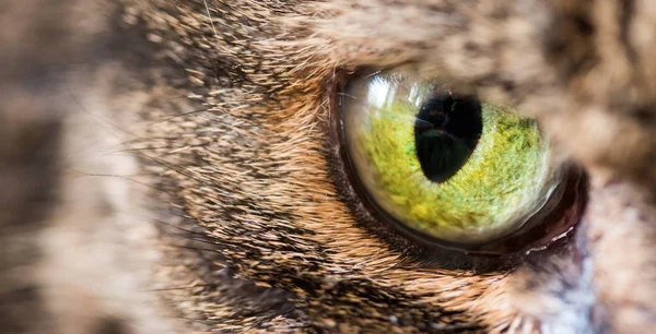 Occhio Gatto Sullo Sfondo Primo Piano — Foto Stock