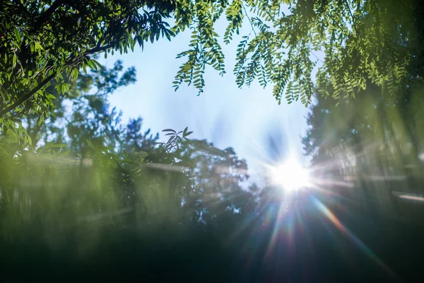 Árboles Verdes Cielo Segundo Plano — Foto de Stock