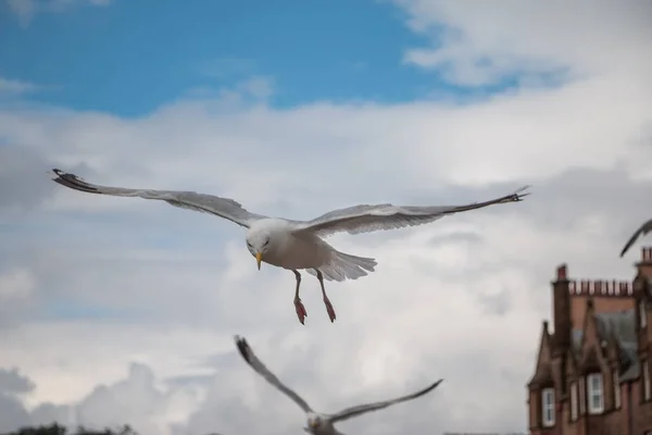 Gaivotas Voando Fundo Cidade — Fotografia de Stock