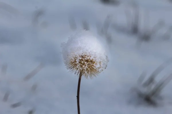 Winterpflanze Schnee Hintergrund Nahaufnahme — Stockfoto
