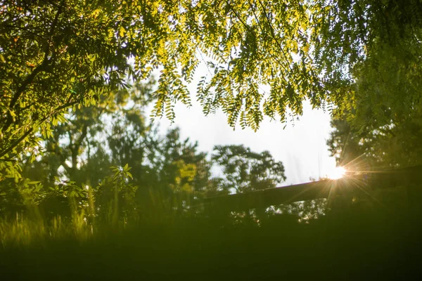 Grüne Bäume Und Himmel Hintergrund — Stockfoto