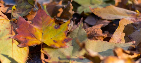 Fond Feuilles Automne Colorées Sur Sol Forêt — Photo