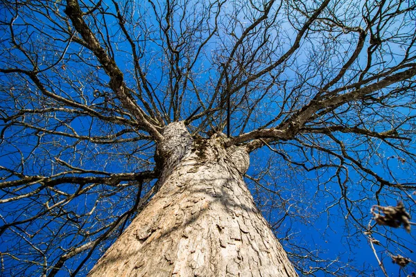 Strom Modrá Obloha Pozadí — Stock fotografie