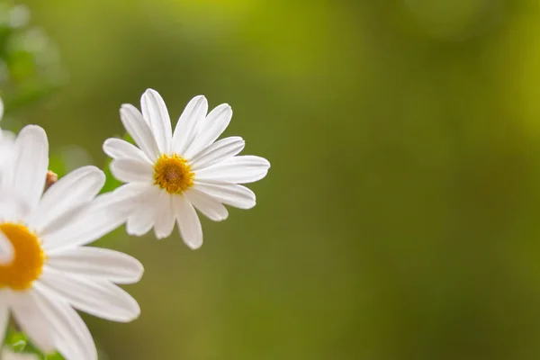 Fleurs Marguerite Blanches Sur Fond Vert — Photo