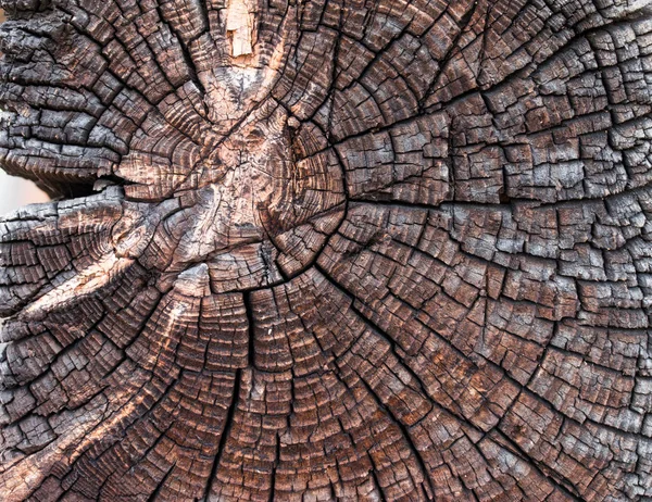 Cracked Pine Tree Trunk Cross Section — Stock Photo, Image