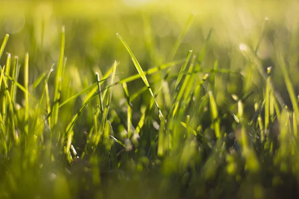 Frisches Gras Flache Schärfentiefe Schöner Bokeh Hintergrund — Stockfoto