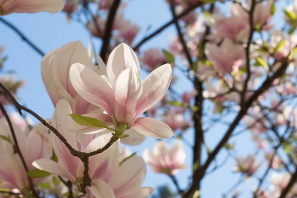 Árbol Magnolia Floreciente Primavera Flores Hermosas Rosadas — Foto de Stock