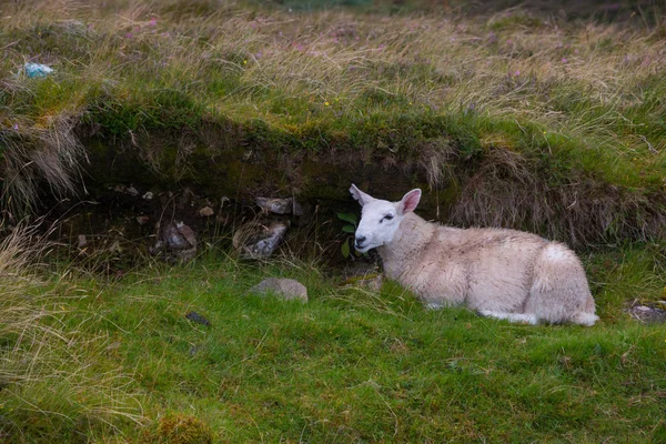 Animales Oveja Blanca Las Montañas — Foto de Stock