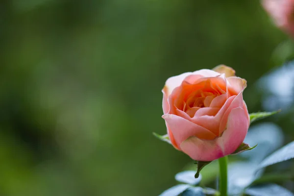 Rote Rose Auf Grünem Hintergrund — Stockfoto